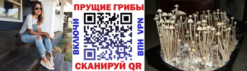 Галлюциногенные грибы ЛСД Купить закладки Новоржев